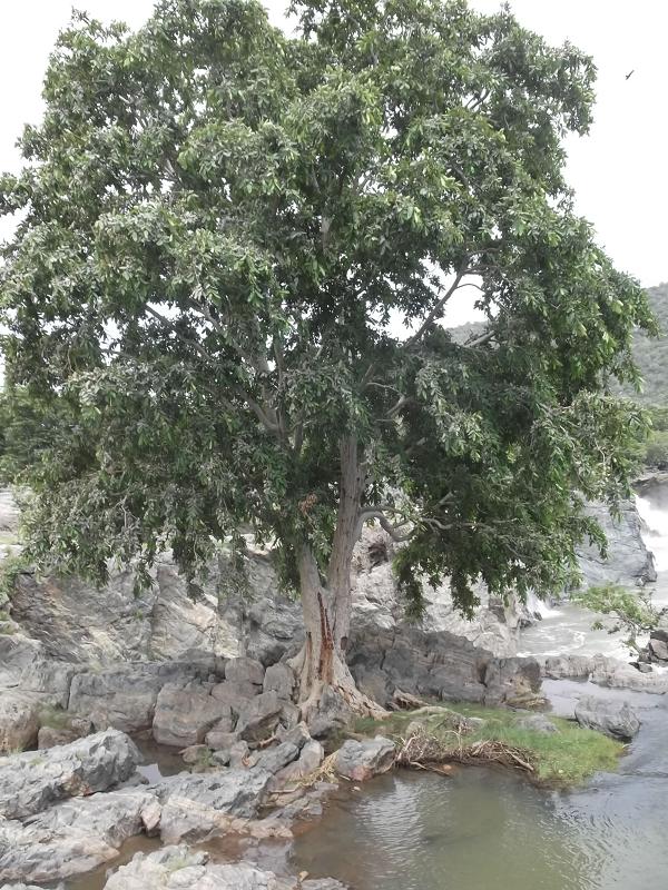 Arjun tree: Terminalia arjuna tree at the Hogenakkal Falls in Dharmapuri district, Tamil Nadu, India.