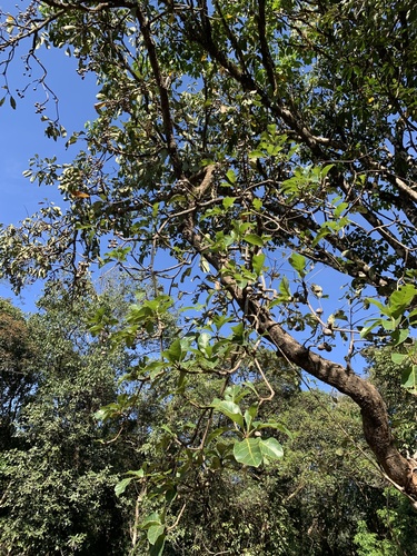 Myrobalan (Terminalia bellirica)