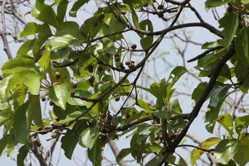 Myrobalan (Terminalia bellirica)
