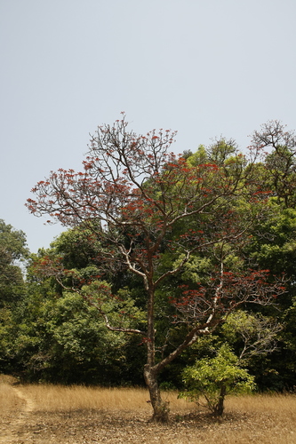 Myrobalan (Terminalia bellirica)