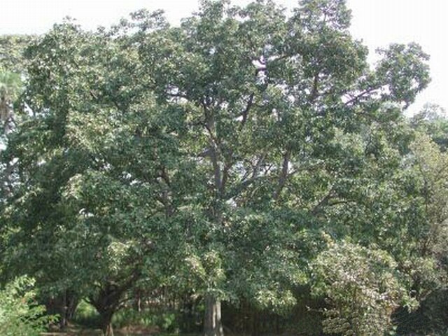 Myrobalan: Terminalia bellirica