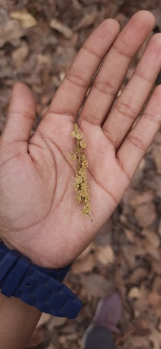 Myrobalan (Terminalia bellirica)
