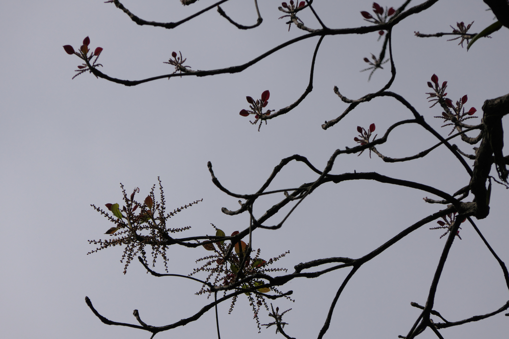 Myrobalan (Terminalia bellirica)