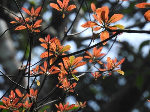 Myrobalan (Terminalia bellirica)