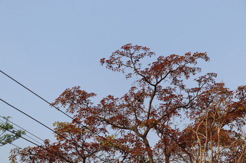 Myrobalan (Terminalia bellirica)