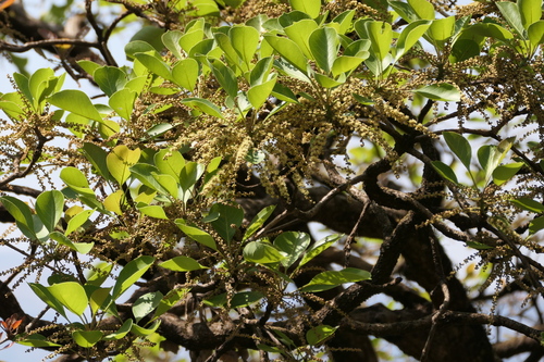 Myrobalan (Terminalia bellirica)
