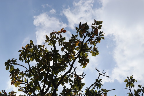 Myrobalan (Terminalia bellirica)