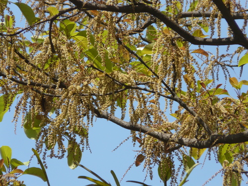 Myrobalan (Terminalia bellirica)