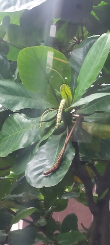 Indian almond (Terminalia catappa)