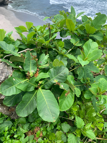 Indian almond (Terminalia catappa)