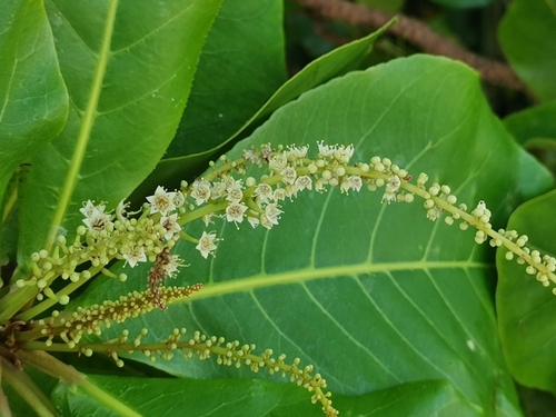 Indian almond (Terminalia catappa)