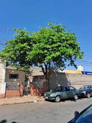 Indian almond (Terminalia catappa)