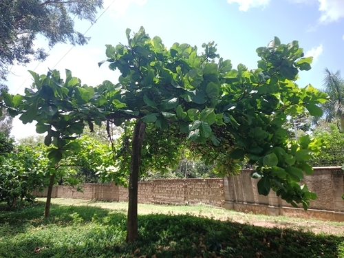 Indian almond (Terminalia catappa)