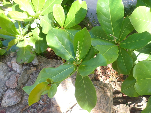 Indian almond (Terminalia catappa)