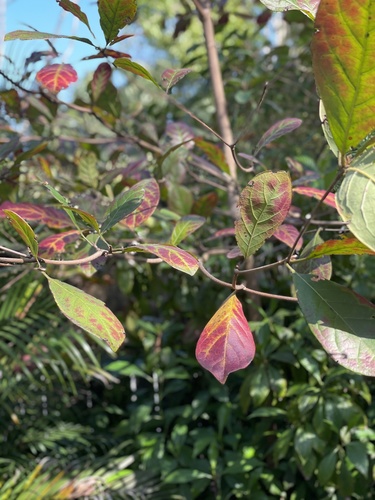 Indian almond (Terminalia catappa)