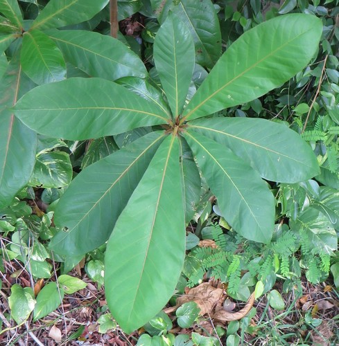 Indian almond (Terminalia catappa)