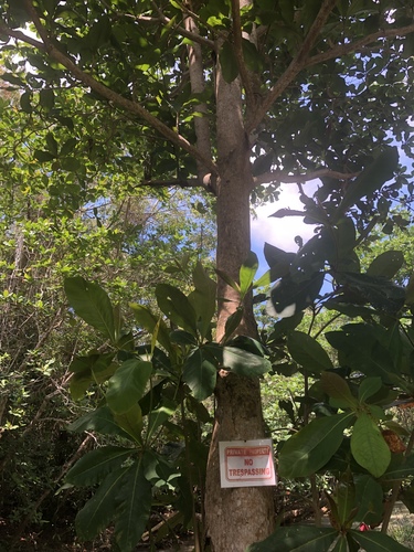 Indian almond (Terminalia catappa)