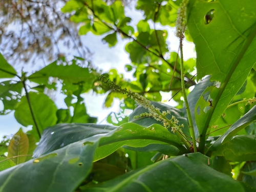 Indian almond (Terminalia catappa)