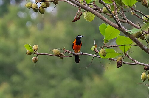 Indian almond: Venezuelan troupial on a Terminalia catappa in Caguas, Puerto Rico.