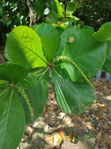 Indian almond (Terminalia catappa)