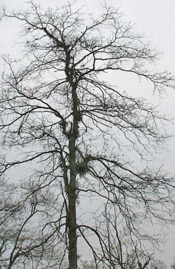 Myrobalan: Description corrected as Terminalia bellirica at Jayanti in Buxa Tiger Reserve in Jalpaiguri district of West Bengal , India .