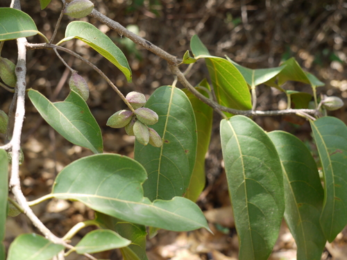 Myrobalan (Terminalia chebula)