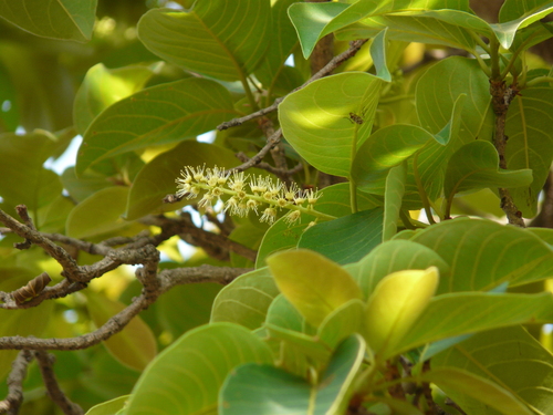 Myrobalan (Terminalia chebula)