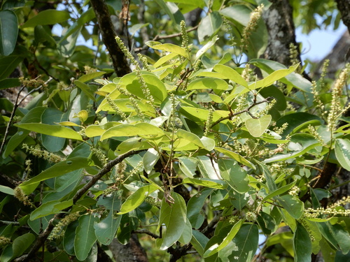 Myrobalan (Terminalia chebula)