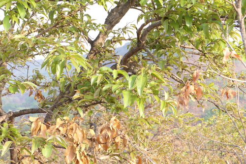 Myrobalan (Terminalia chebula)