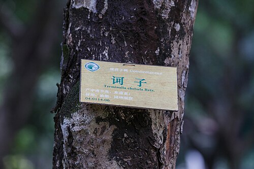 Myrobalan: 诃子(学名:Terminalia chebula),摄于广州华南植物园