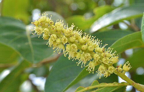 Myrobalan: One of the ingredients of Triphala Photo taken near Antharagange, Kolar