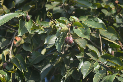 Myrobalan (Terminalia chebula)