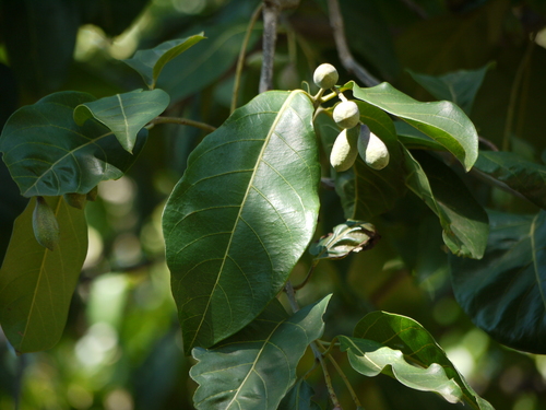 Myrobalan (Terminalia chebula)