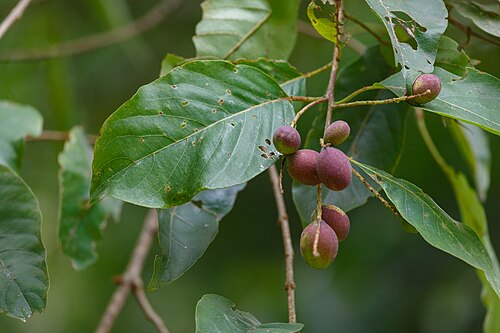 Myrobalan: 诃子(学名:Terminalia chebula),摄于广州华南植物园