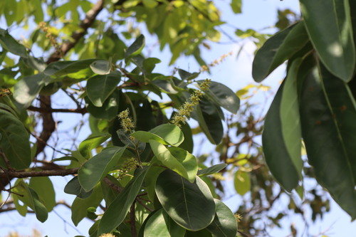 Myrobalan (Terminalia chebula)