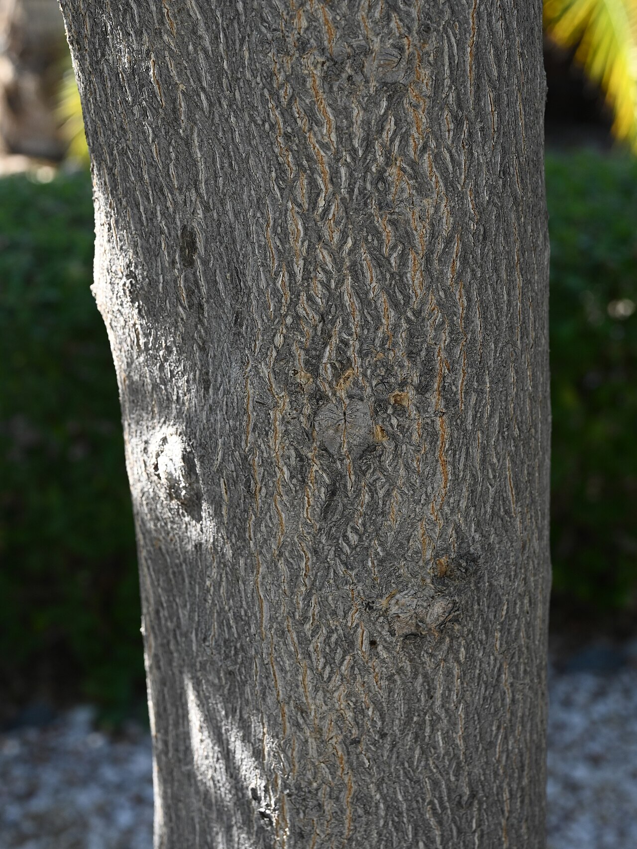 Dhofari buttontree: Terminalia dhofarica in SQU Botanic Garden, Muscat