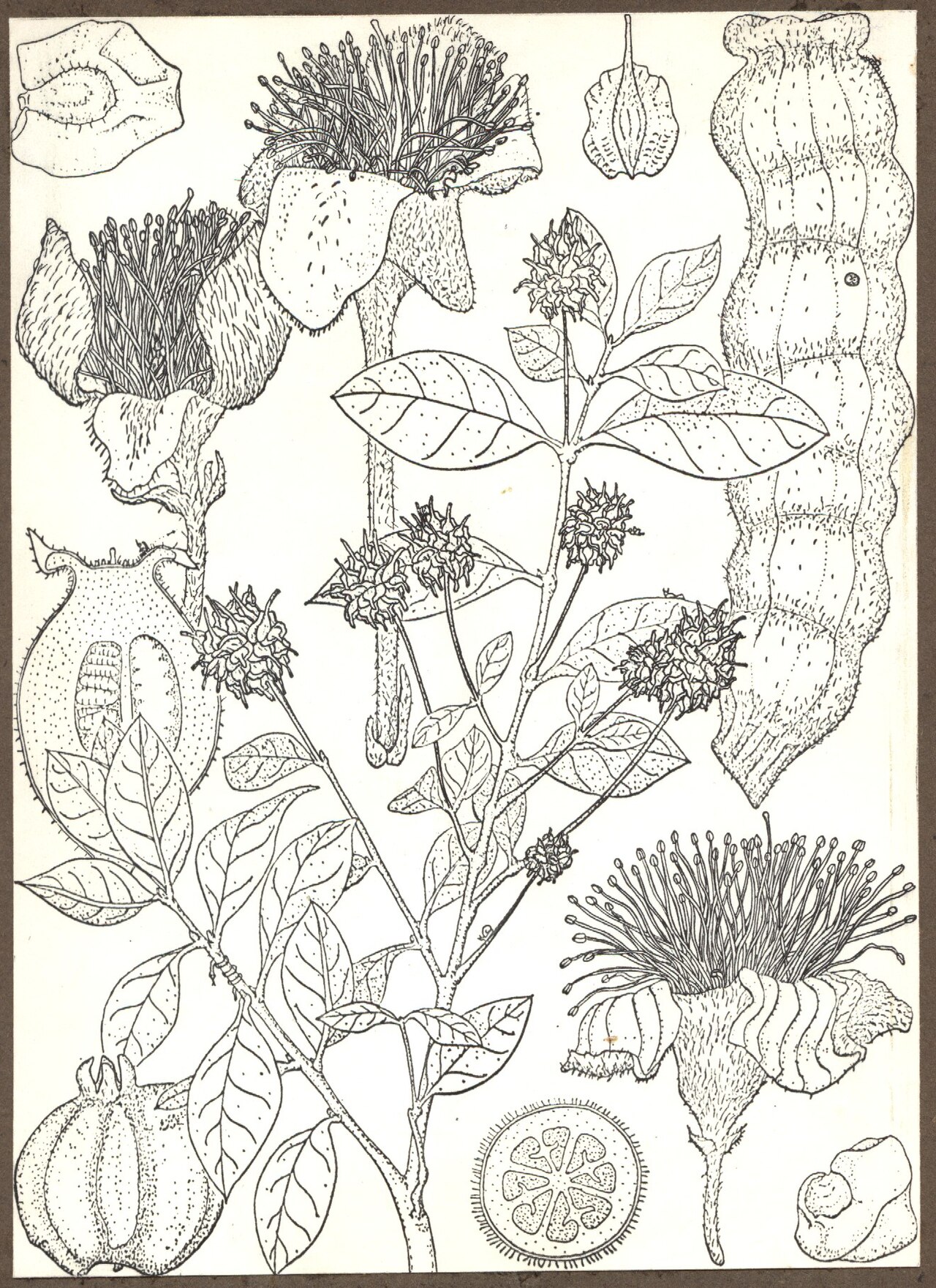 Dhofari buttontree: Illustrated card by Marie Bywater. Anogeissus dhofarica, Rhodomyrtus macrocarpa fruit, Rhodamnia glauca flower, Octamyrtus insignis T.S. of ovary, Rhodomyrtus s