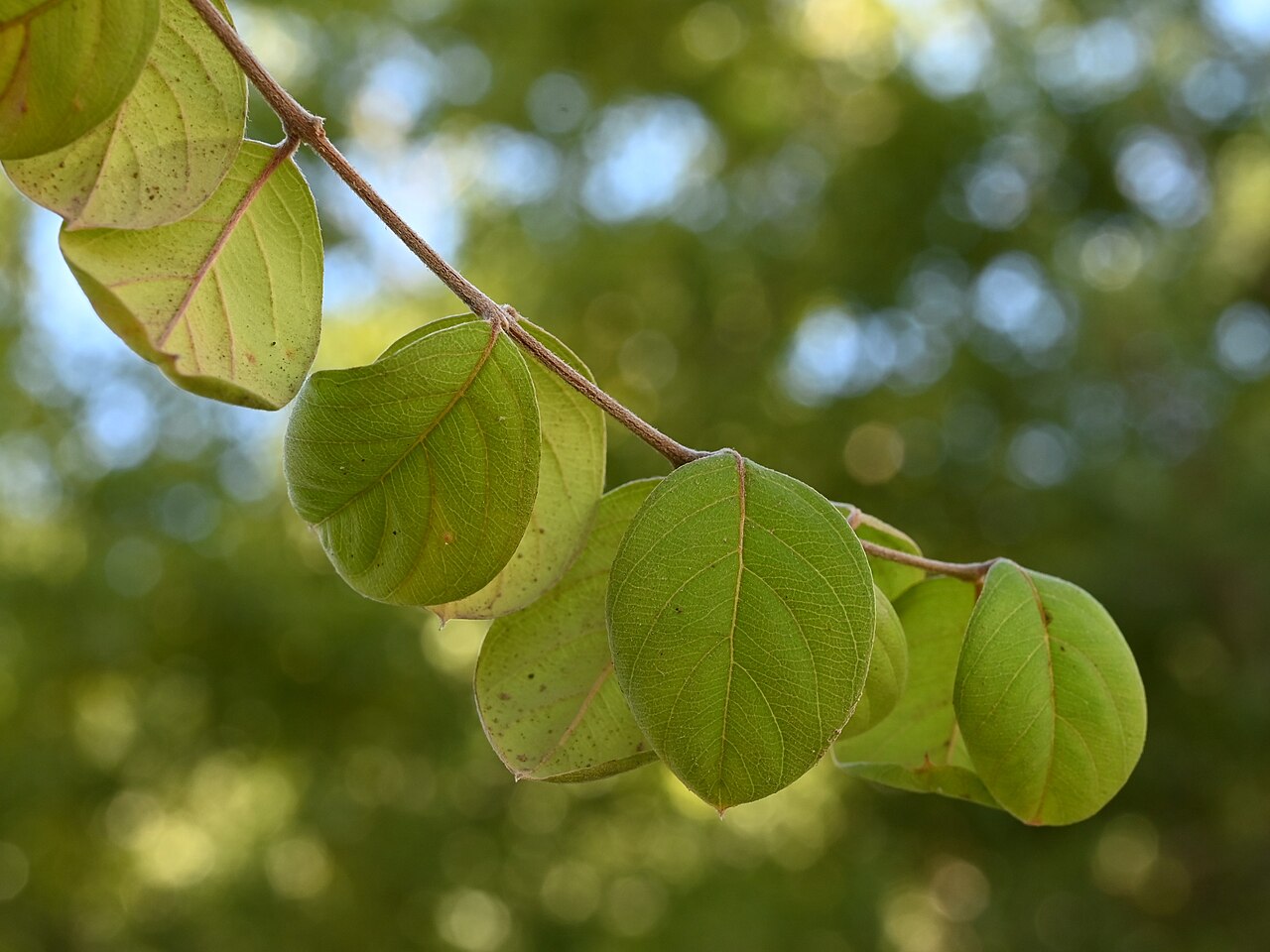 Dhofari buttontree: Terminalia dhofarica in SQU Botanic Garden, Muscat
