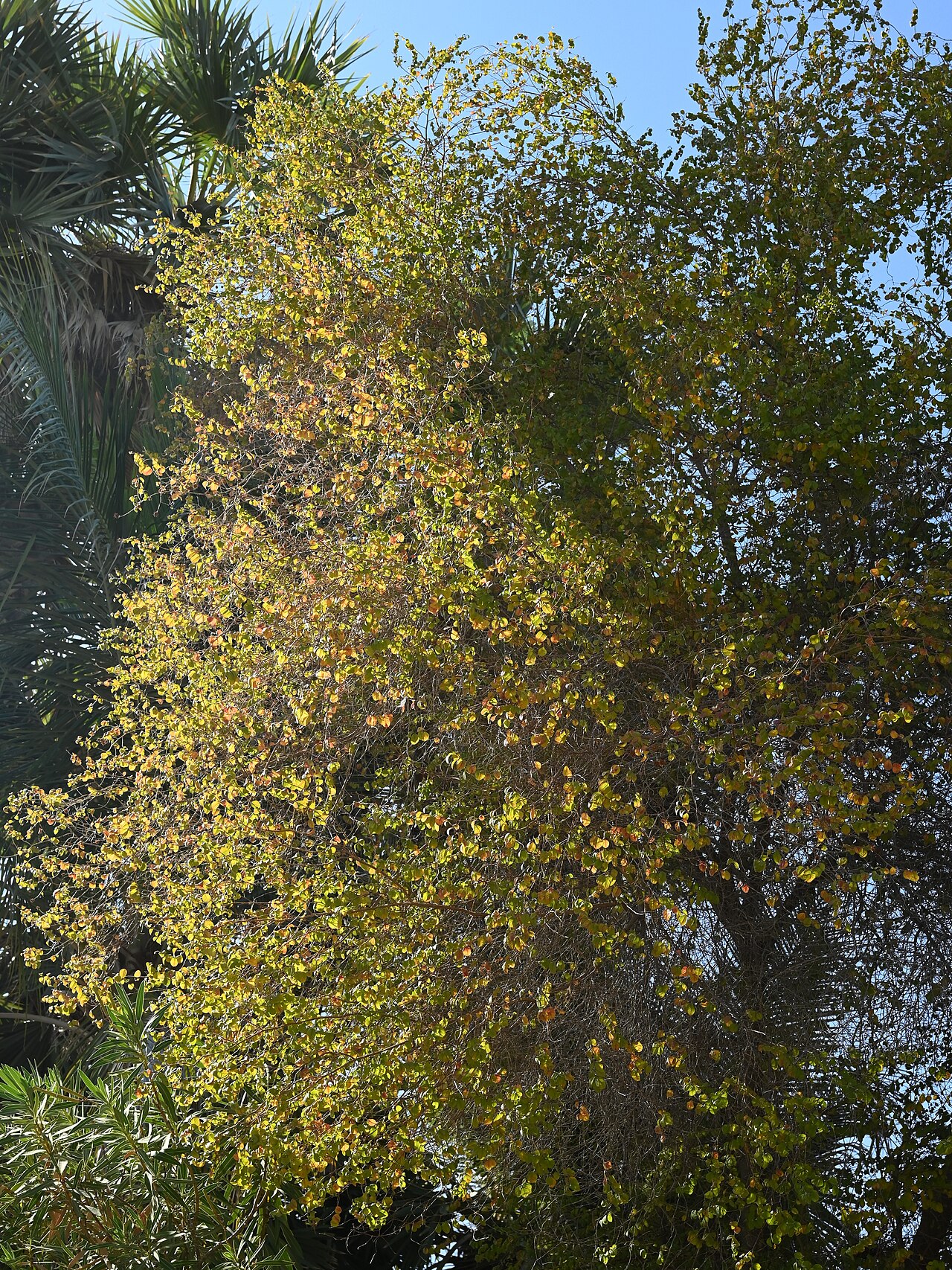 Dhofari buttontree: Terminalia dhofarica in SQU Botanic Garden, Muscat
