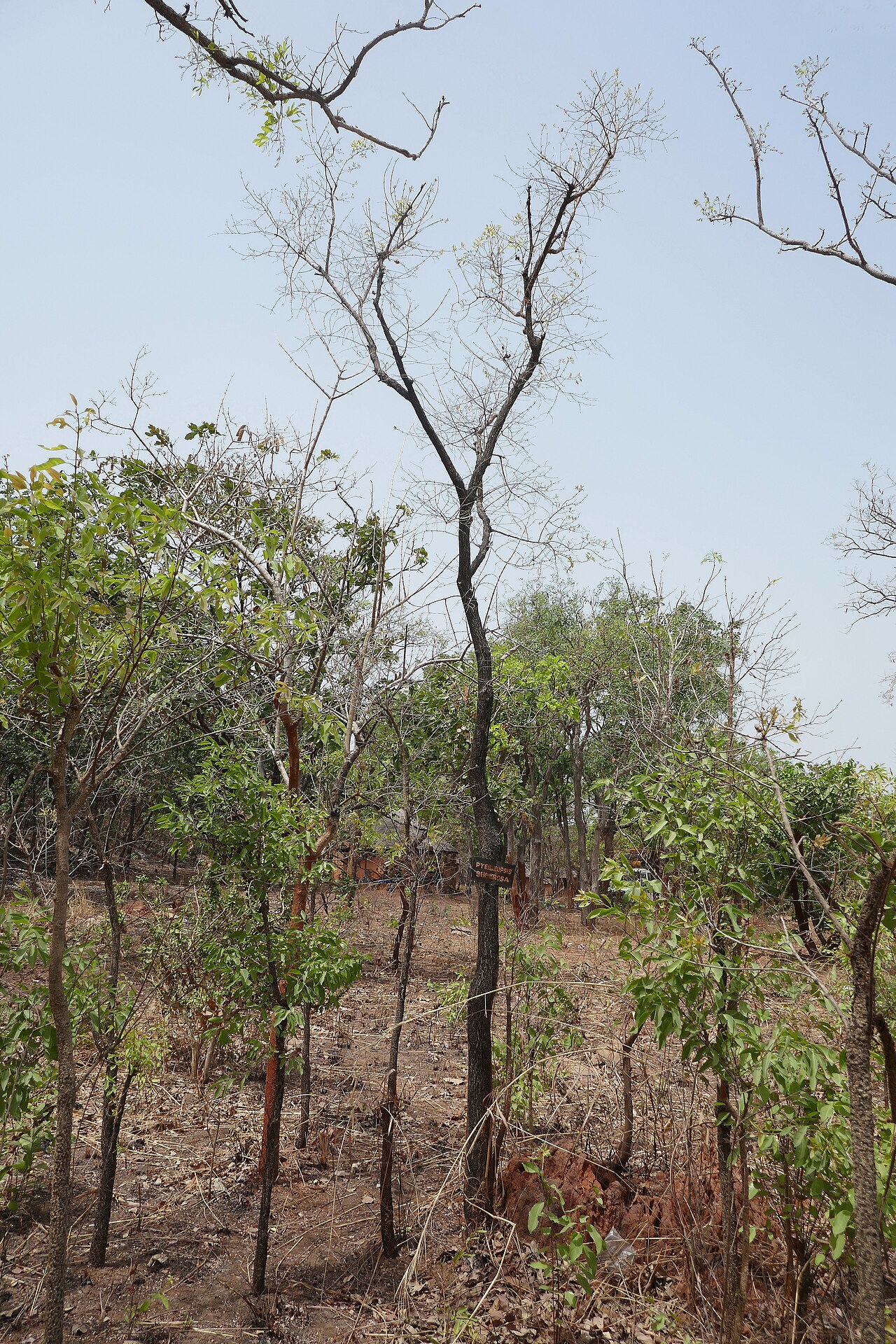Terminalia engleri: Pteleopsis suberosa au Bénin, dans l'Atakora, à proximité des chutes de Kota.