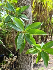 Terminalia erythrocarpa (Terminalia erythrocarpa)