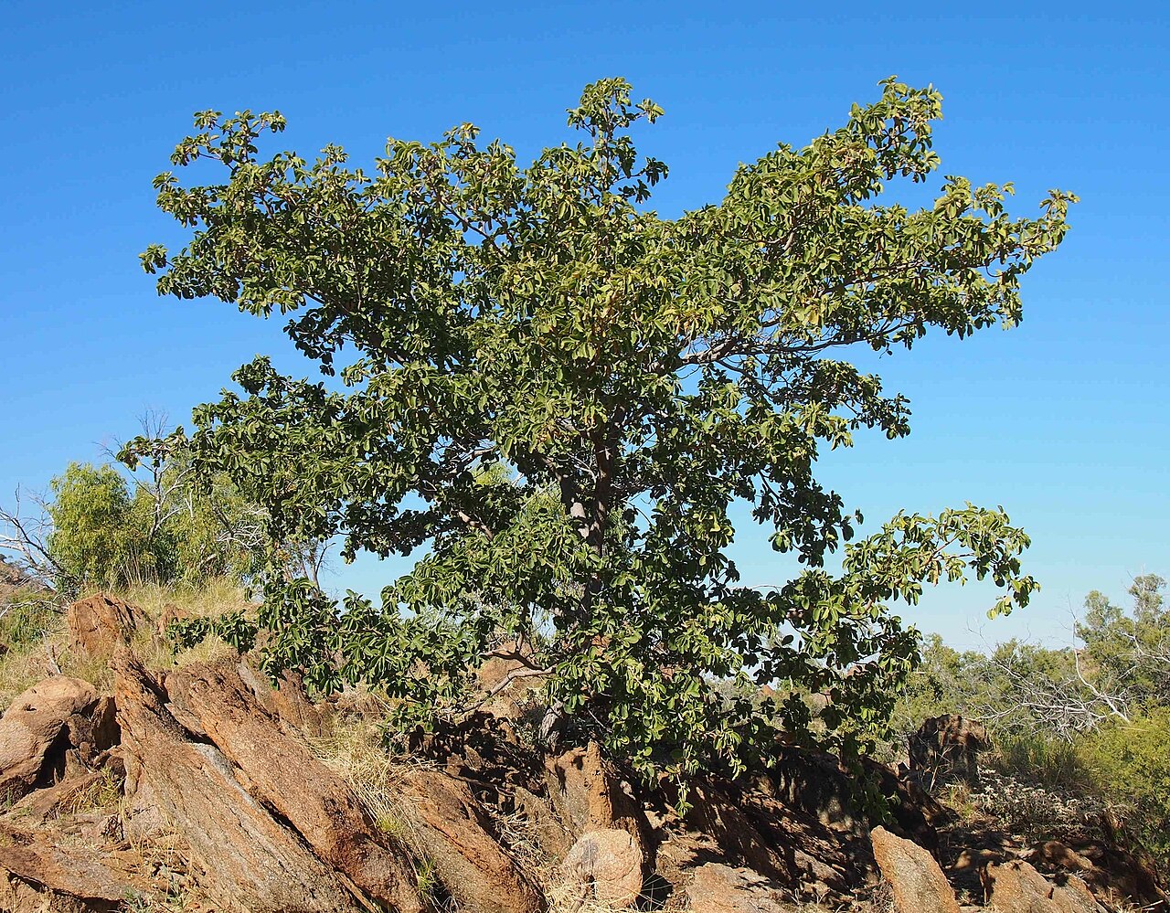 Terminalia hadleyana: Terminalia hadleyana subsp. carpentariae