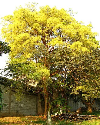 Terminalia kuhlmannii: sementes maduras de araçá-d´água / Capitão pelado - Terminalia kuhlmannii