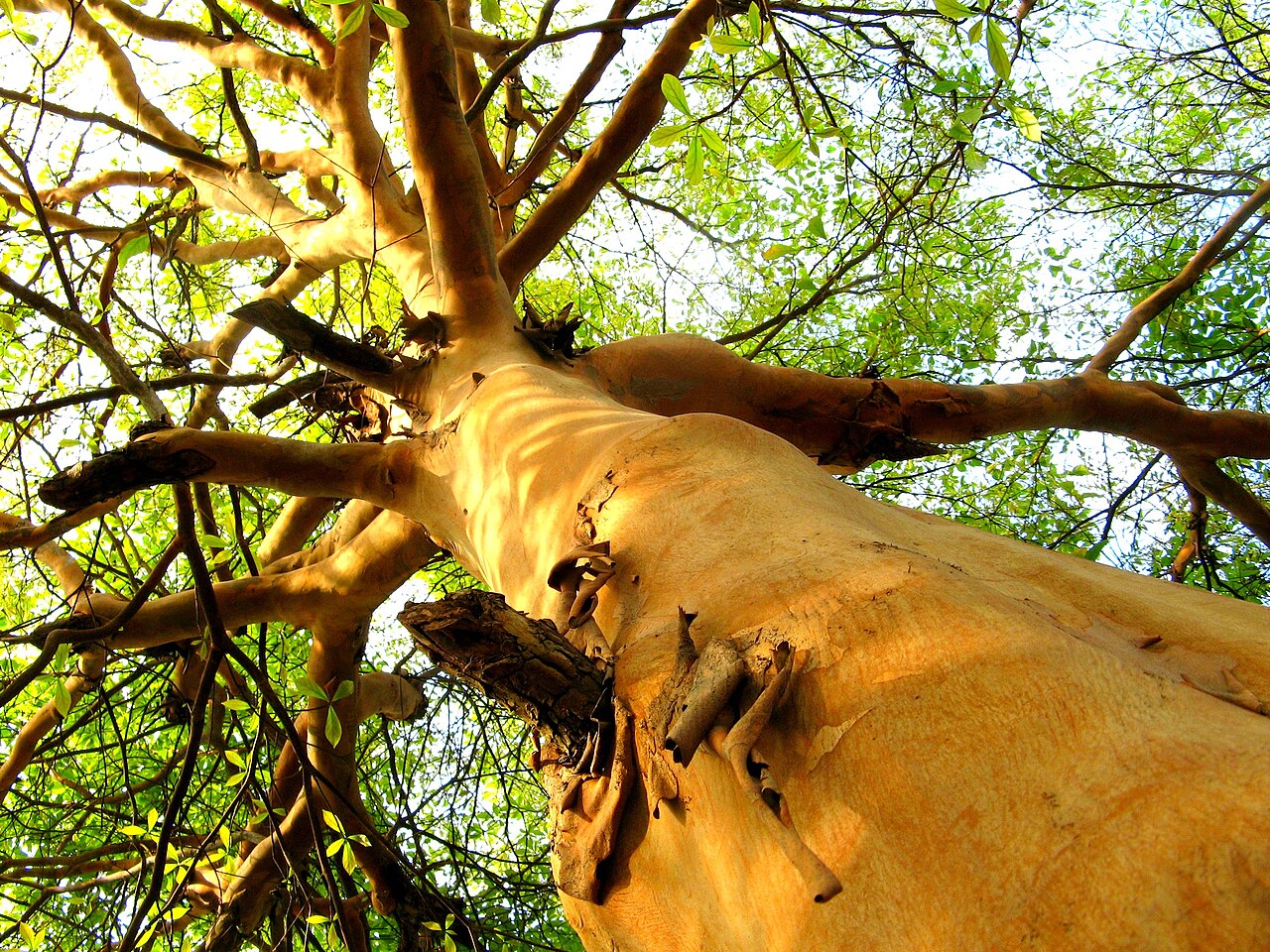 Terminalia kuhlmannii: Araçá d´água ( Terminalia kuhlmannii ), Park Ceret, São Paulo