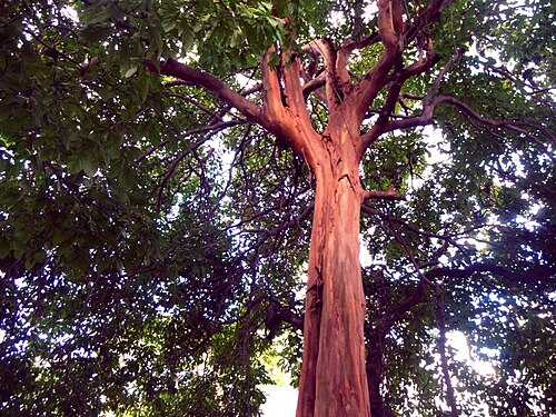 Terminalia kuhlmannii: sementes maduras de araçá-d´água / Capitão pelado - Terminalia kuhlmannii