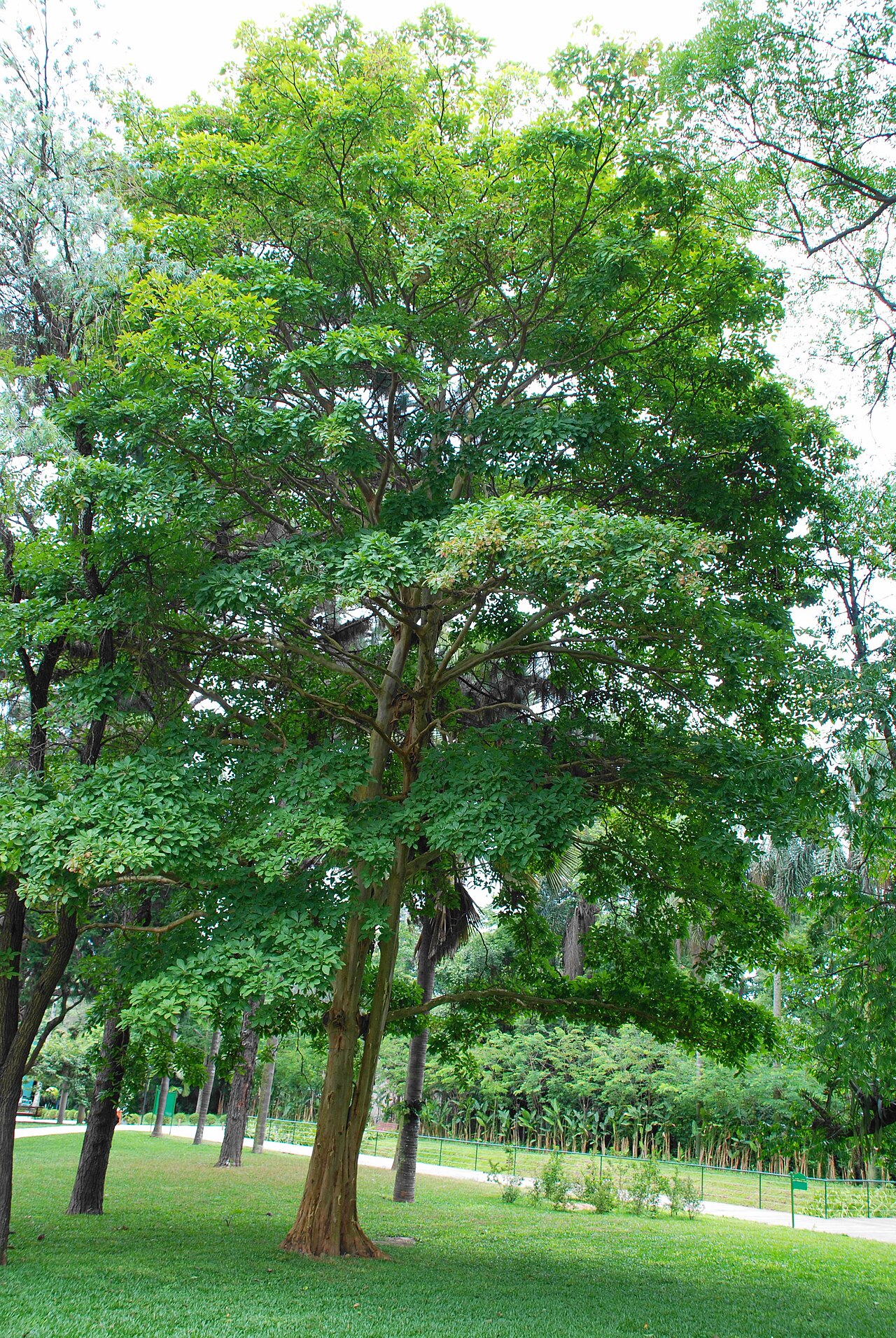 Terminalia kuhlmannii: Araçá d´água ( Terminalia kuhlmannii ), Arboretum Bot. garden São Paulo