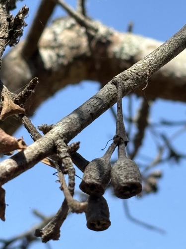 Terminalia mantaly (Terminalia mantaly)