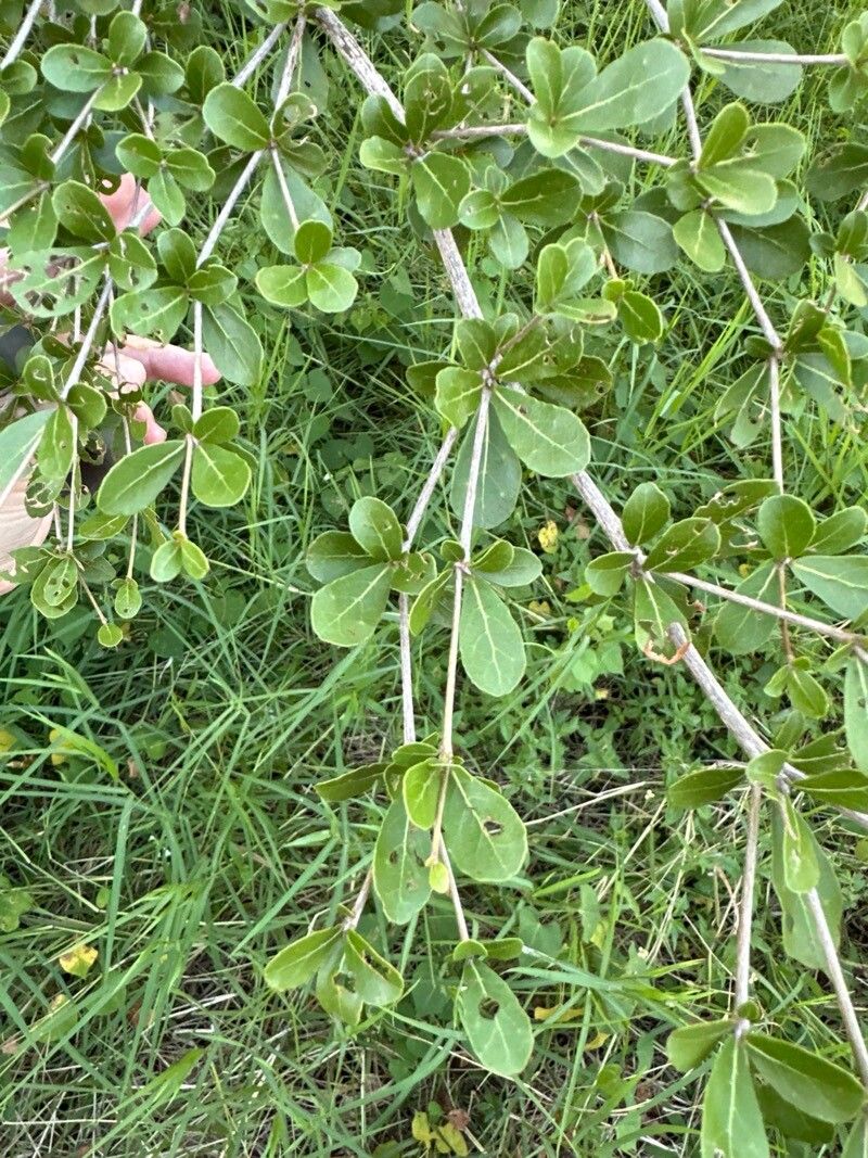 Terminalia mantaly (Terminalia mantaly)