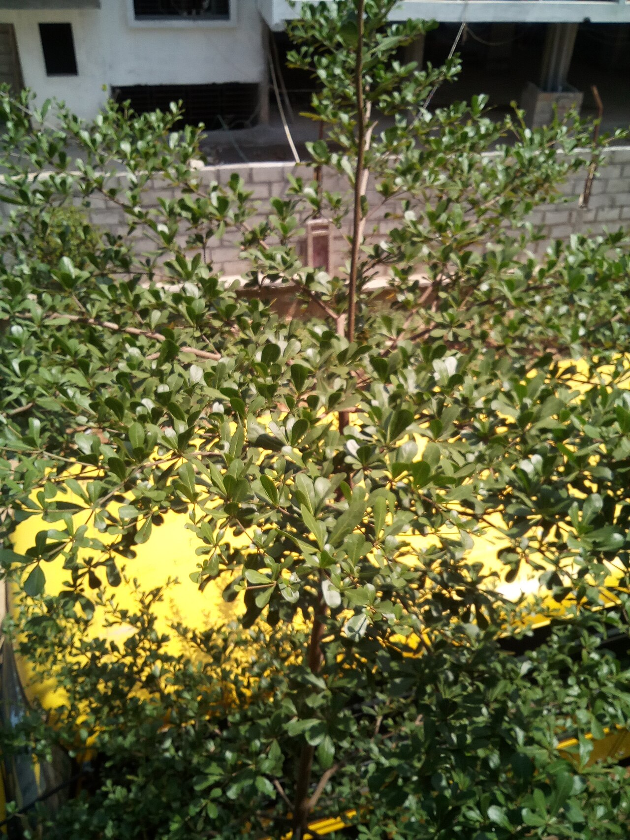 Terminalia mantaly: Terminalia mantaly tree seen in Gear School in Doddakanhalli Sarjapur road