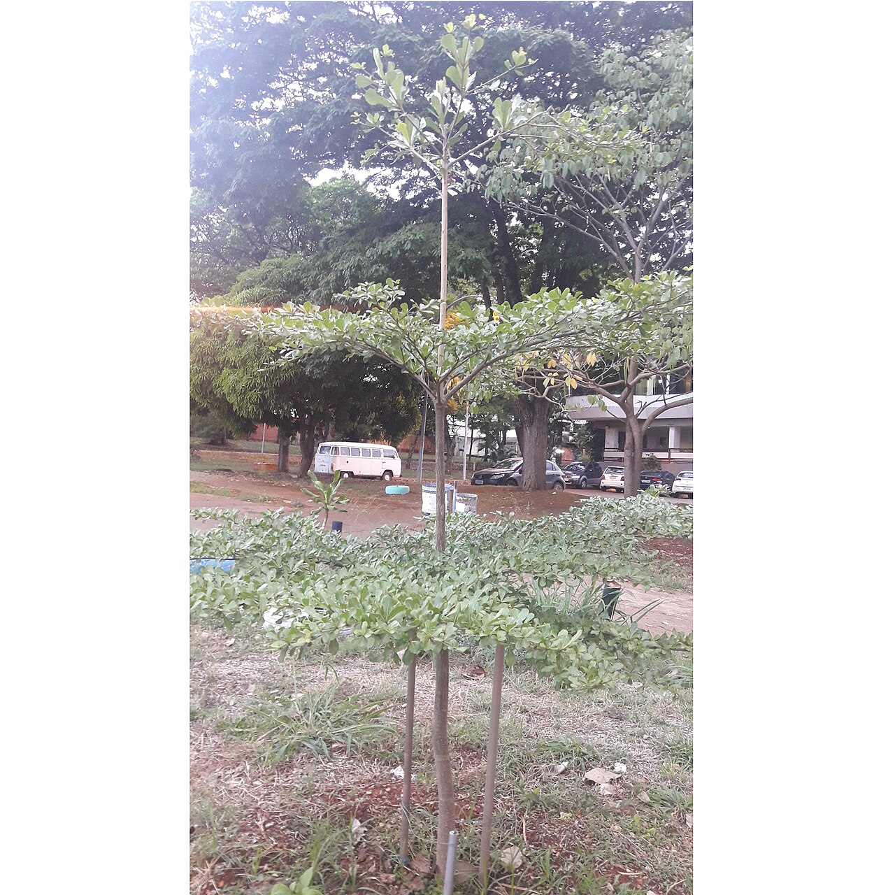 Terminalia mantaly: Terminalia mantaly jovem